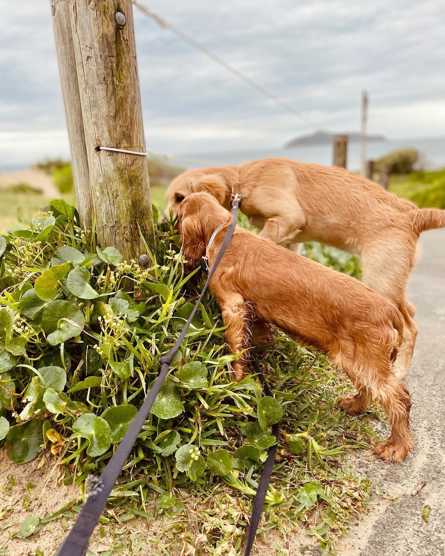 Embark founders with dogs outdoors