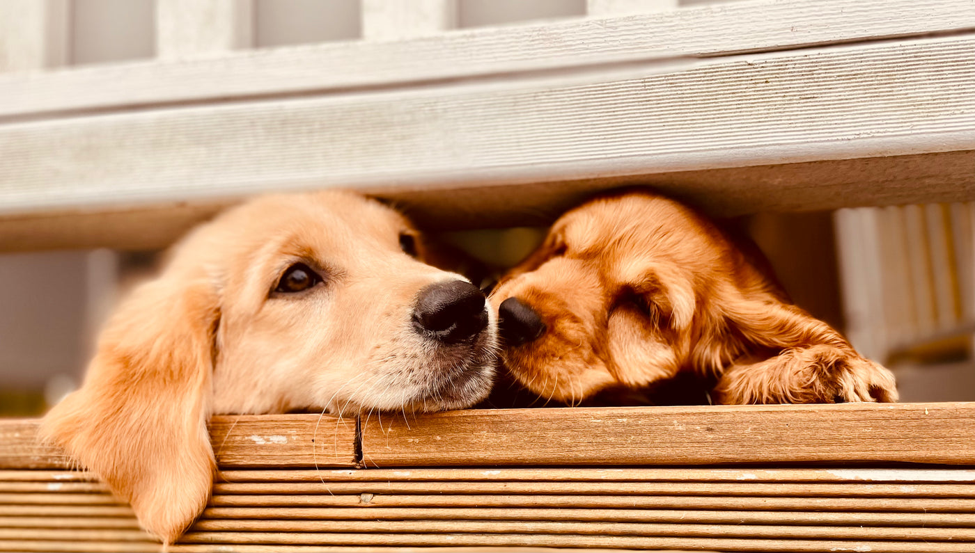 Luna and Ruby as young dogs